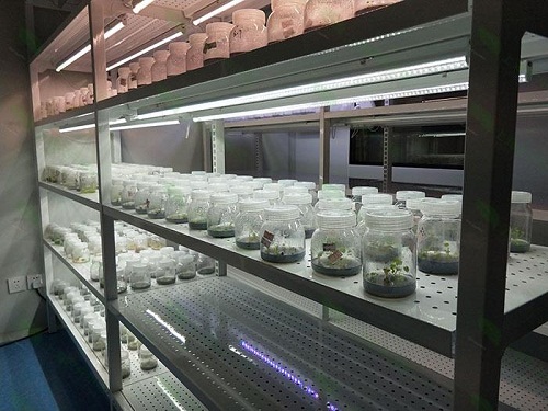 莲湖植物组织培养实验室设计建设方案